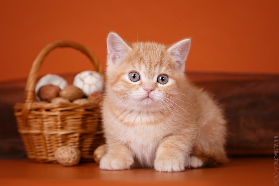 Шотландская прямоухая котенок циннамон
