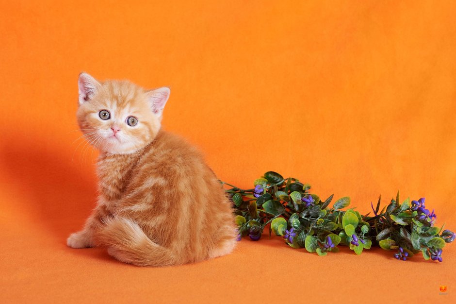 Шотландская прямоухая котенок