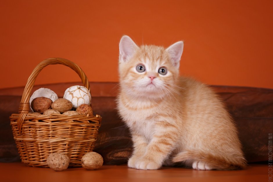 Скоттиш страйт кот рыжий