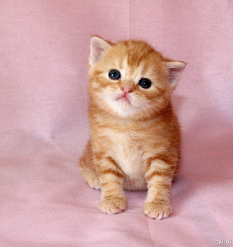 Скоттиш страйт рыжий