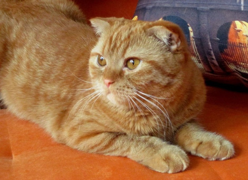 Скоттиш страйт красный