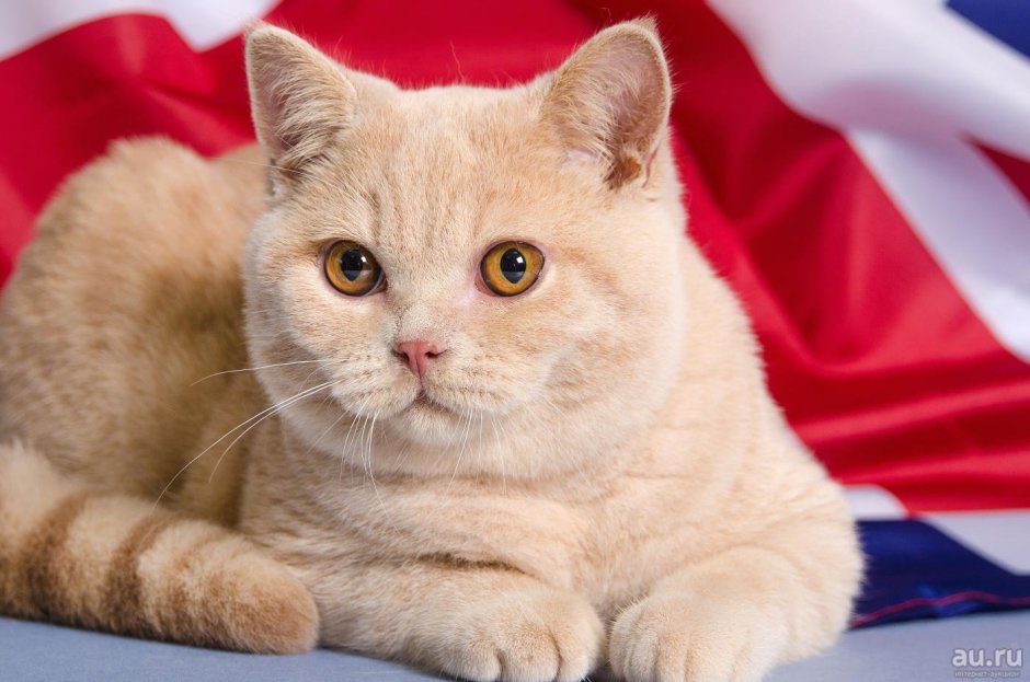 Шотландская кошка прямоухая светлая