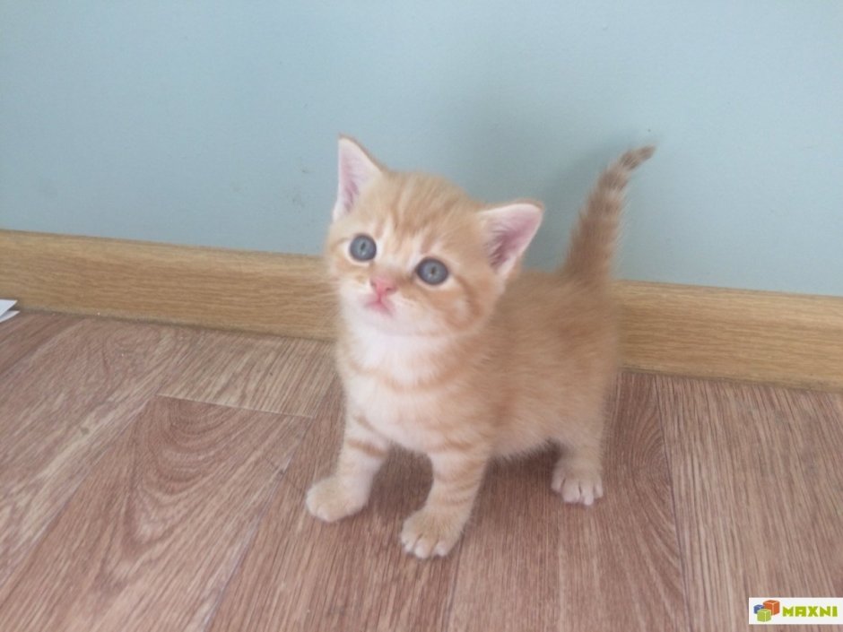 Шотландская прямоухая рыжий кот