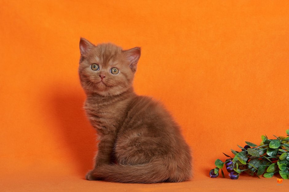 Рыжий шотландский кот прямоухий