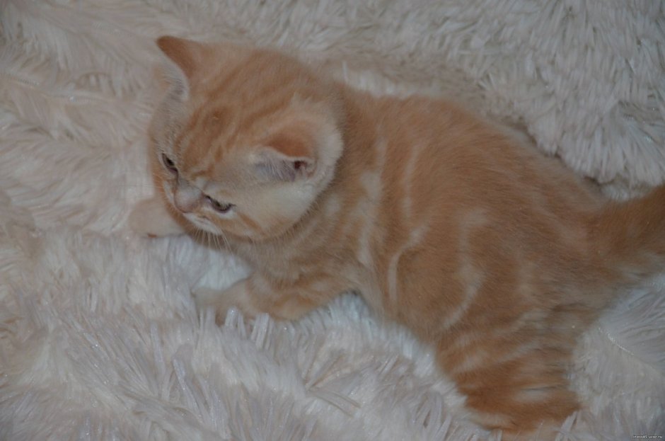 Шотландская прямоухая (скоттиш-страйт рыжий кот
