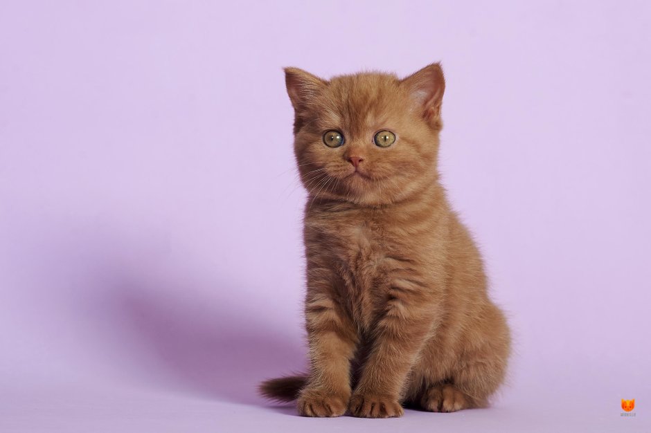 Шотландская прямоухая рыжий кот