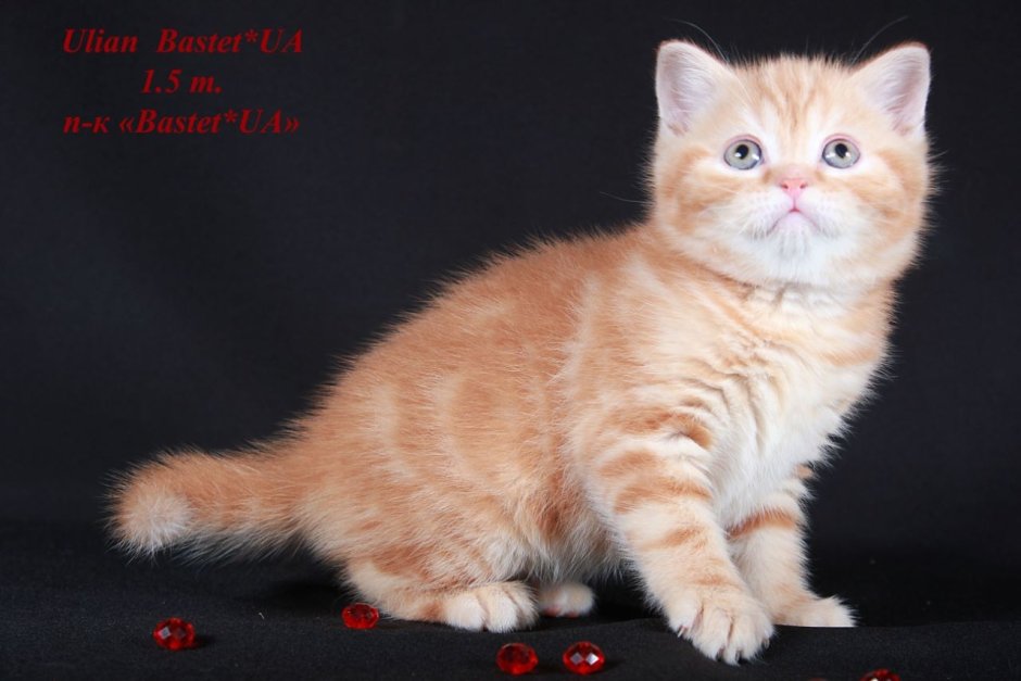 Скоттиш фолд рыжий и скоттиш страйт