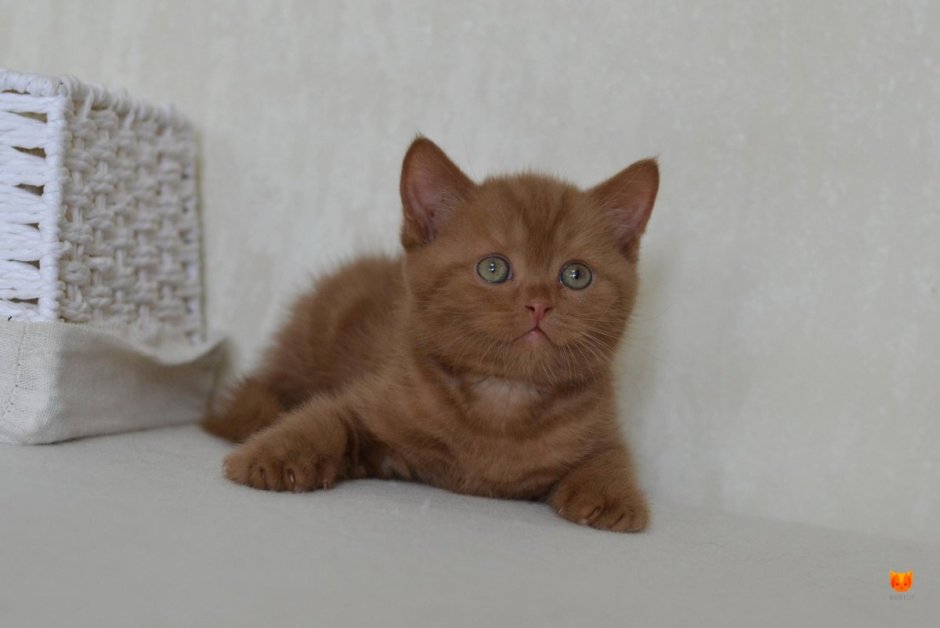Скоттиш страйт кот рыжий