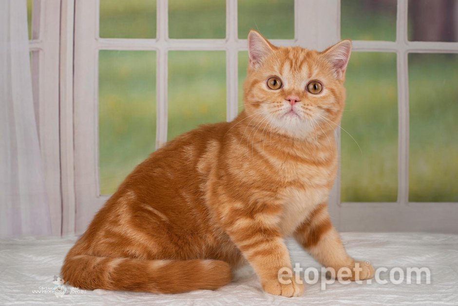 Скоттиш фолд персиковый прямоухий