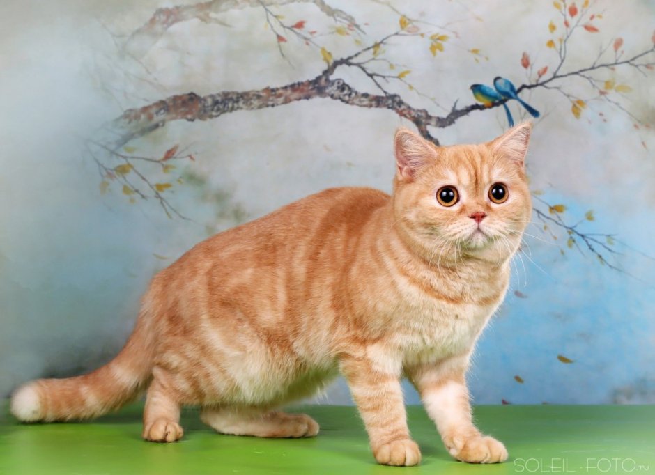 Красный хайленд страйт