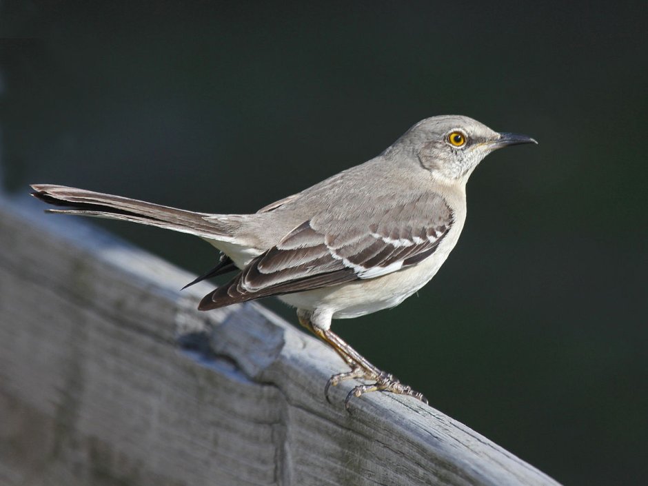 Dumetella carolinensis