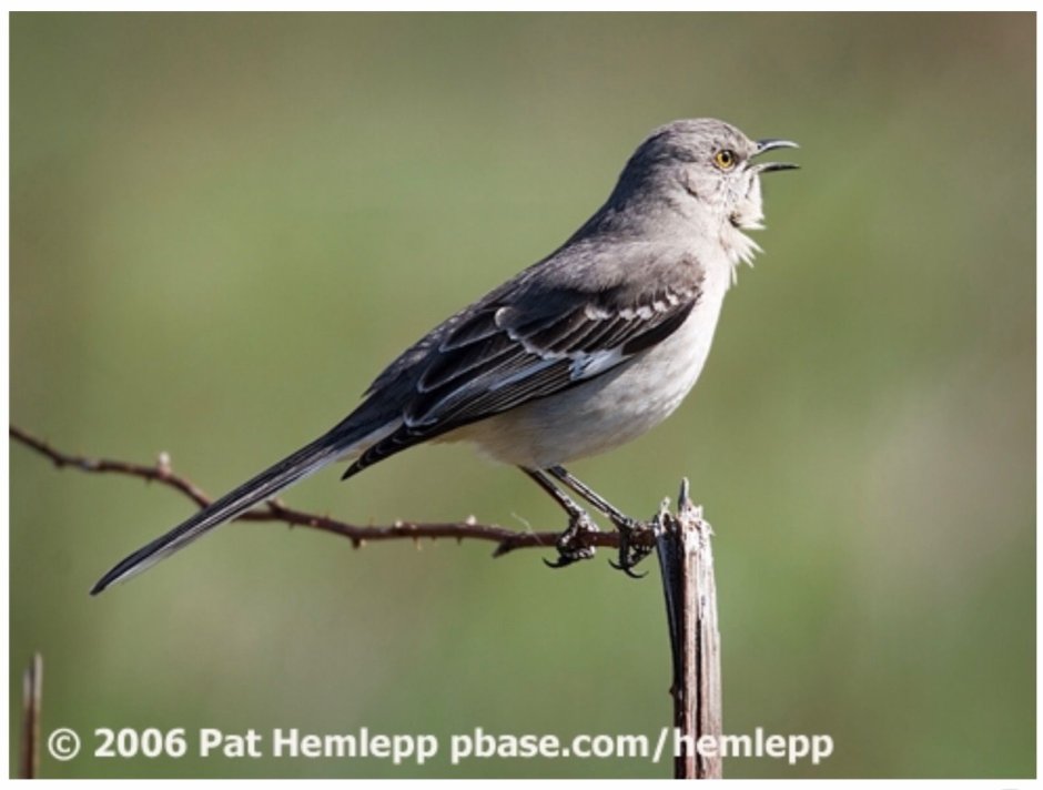 Northern Mockingbird