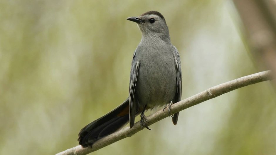 Northern Mockingbird