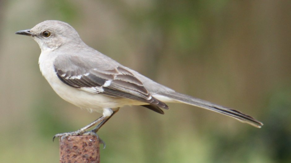 State of Bird