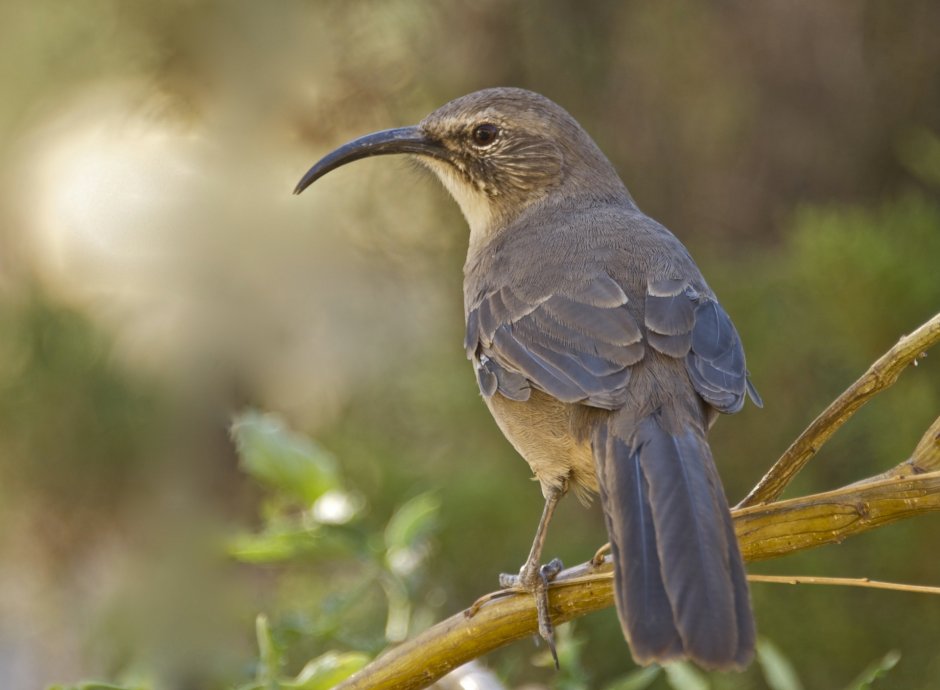 Dumetella carolinensis