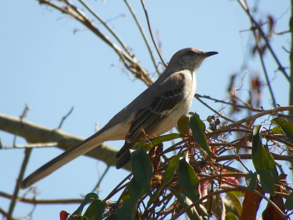 Mimus polyglottos