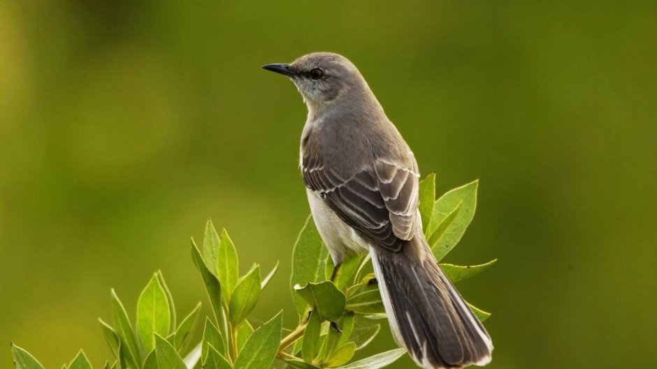 The State Bird of Texas
