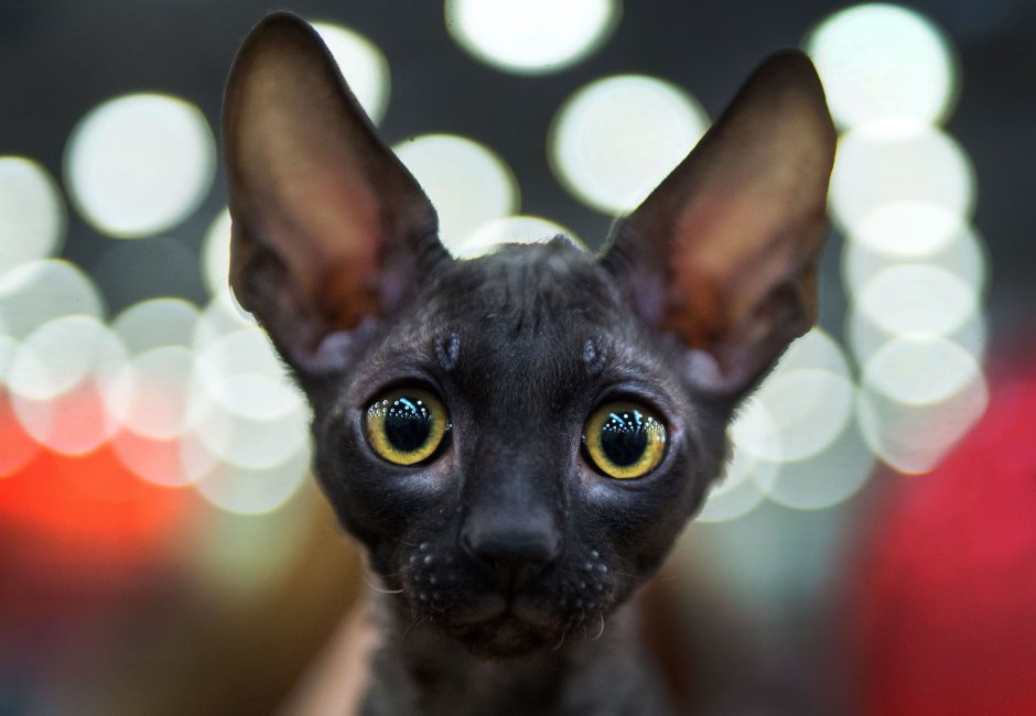 Корниш-рекс фото