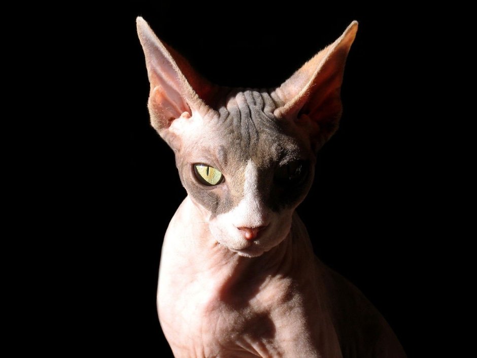 Кот сфинкс