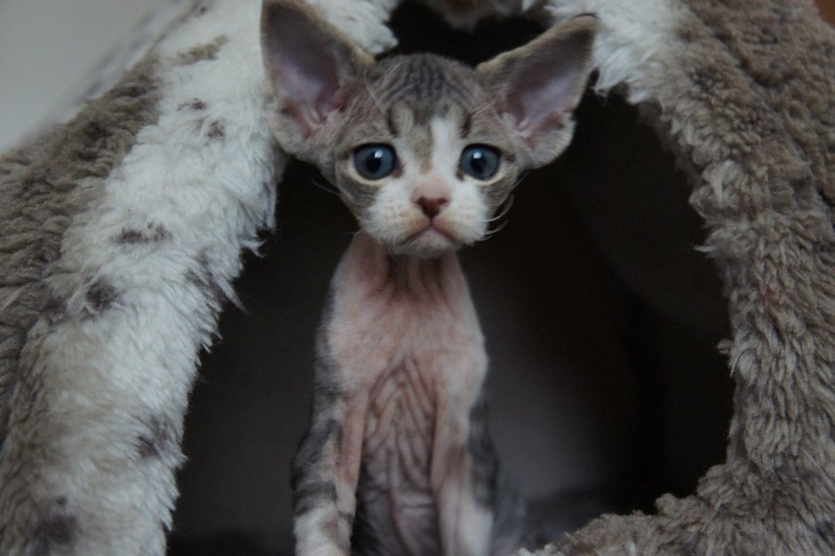 Кот породы Девон рекс