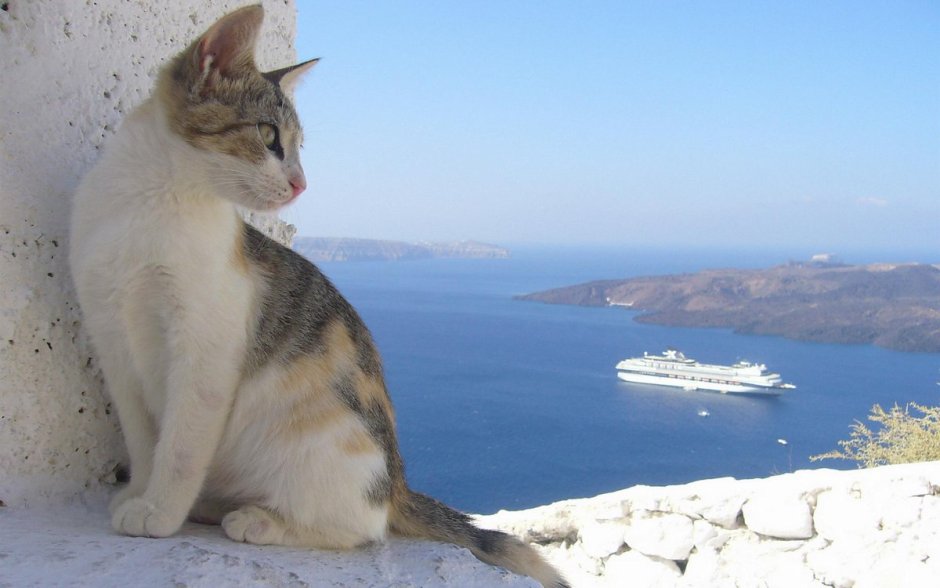 Греческая кошка