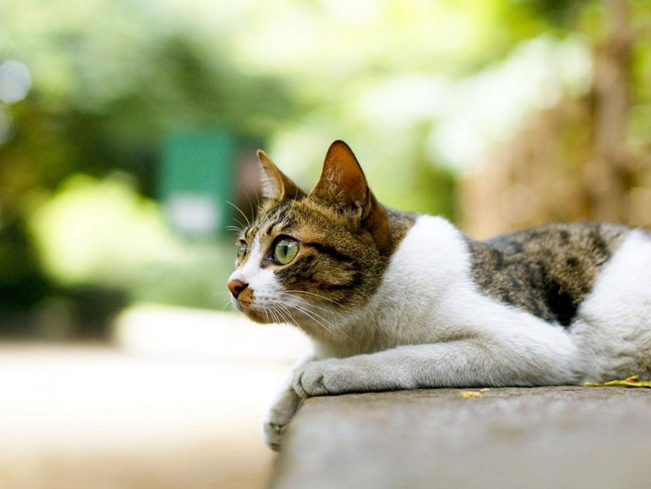 Любопытная кошка
