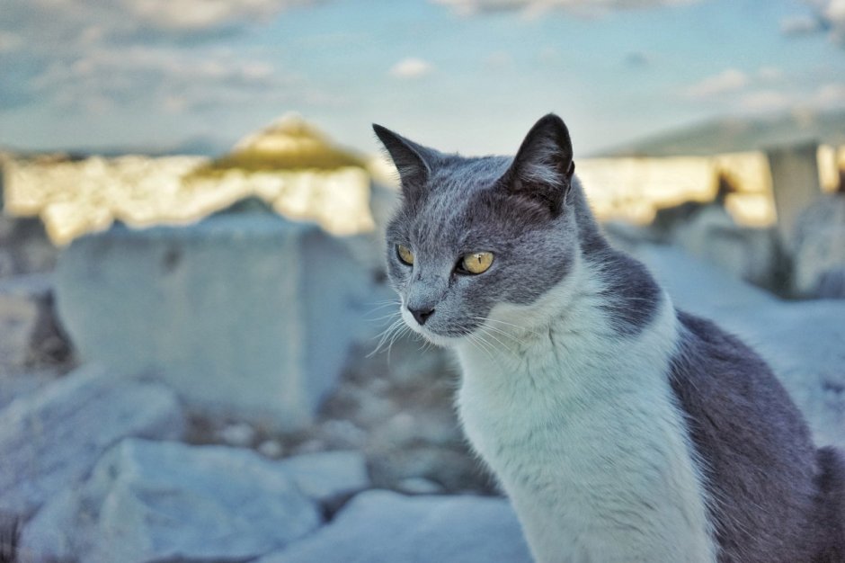 Эгейская кошка