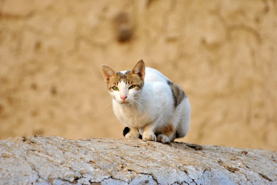 Эгейская кошка двухцветная