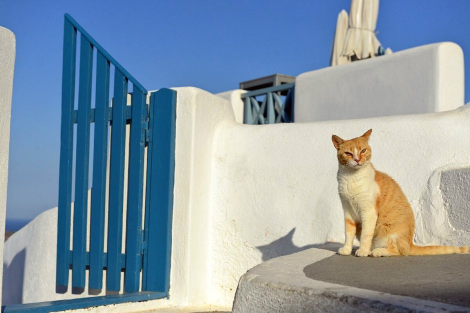 Эгейская кошка