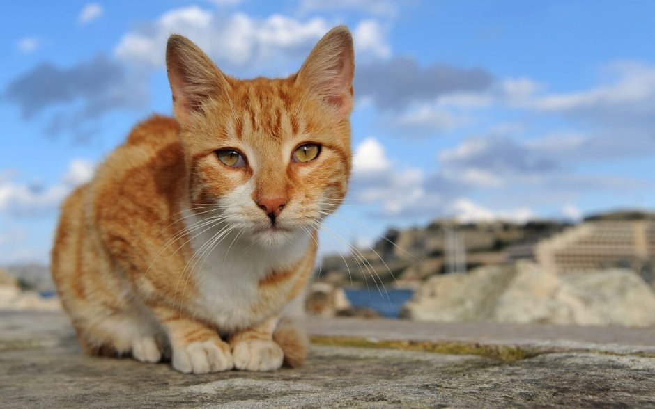 Эгейский кот рыжий
