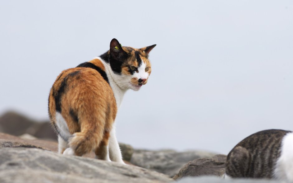 Эгейская кошка табби