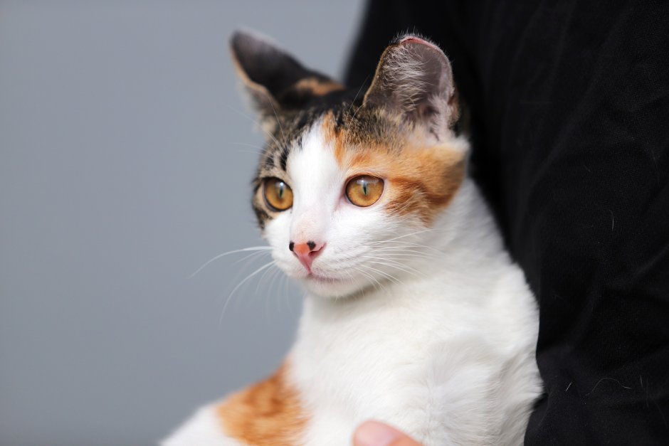 Греческий кот