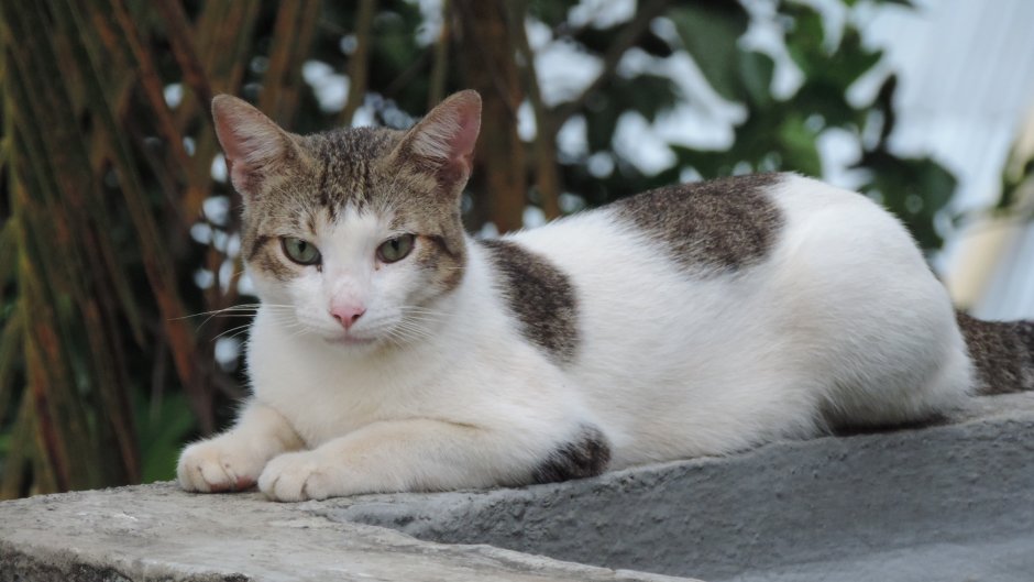 Эгейская кошка котята