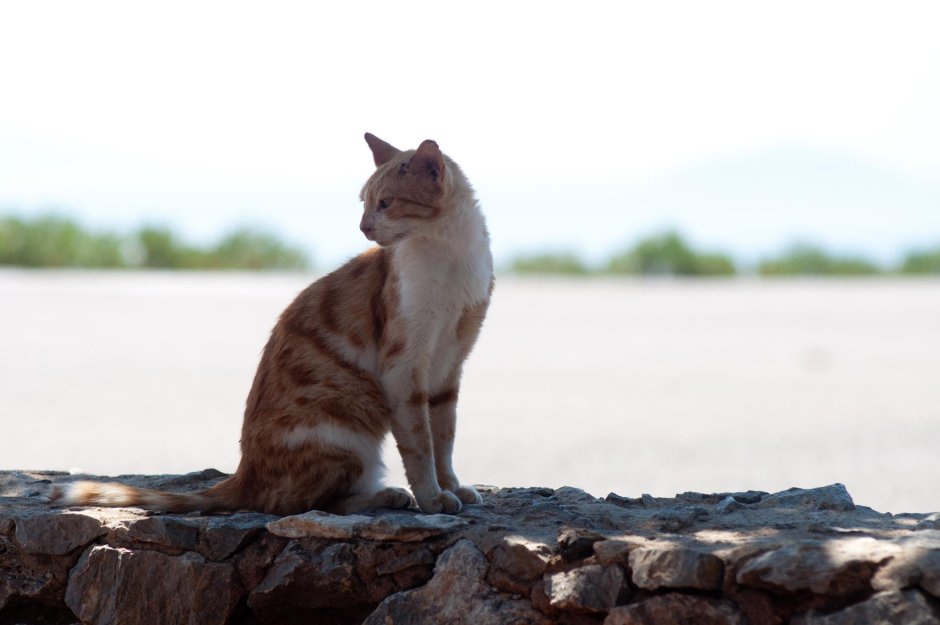 Aegean Cat