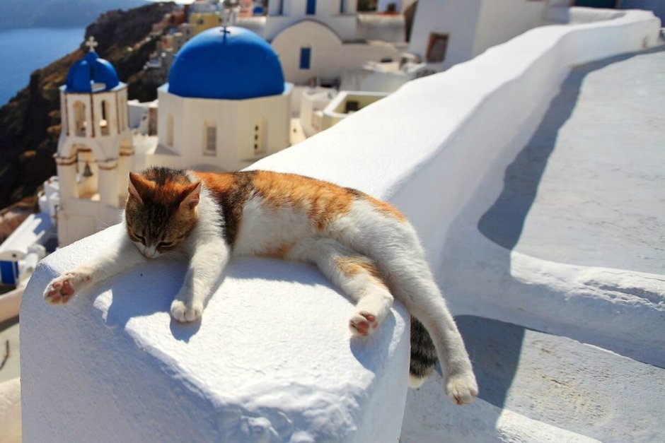 Кошка лето