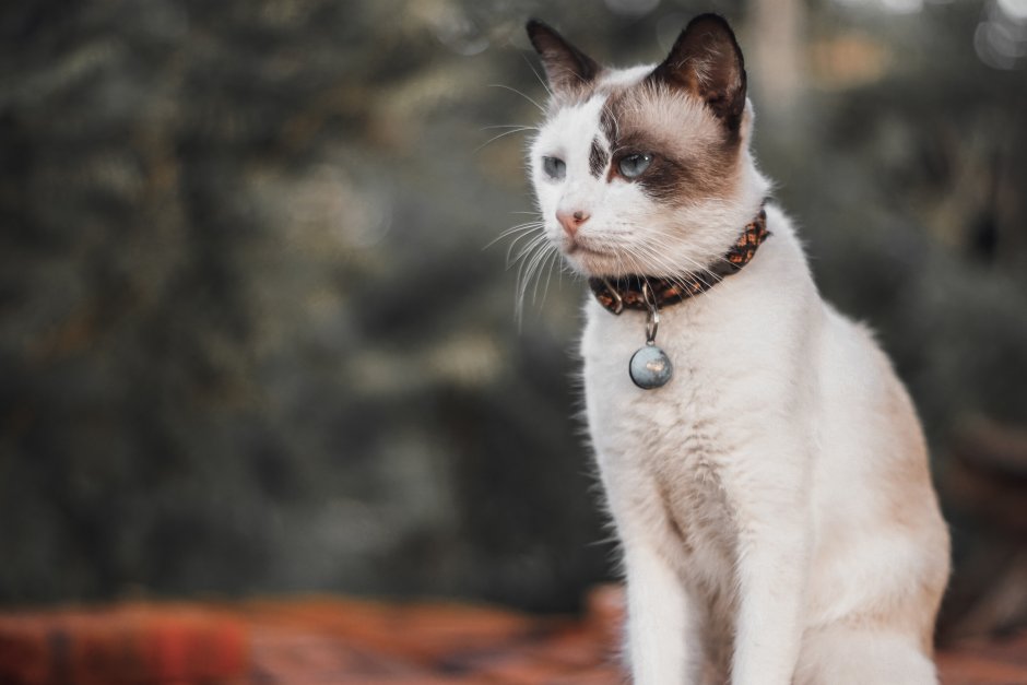 Бразильская короткошёрстная кошка чёрно белая
