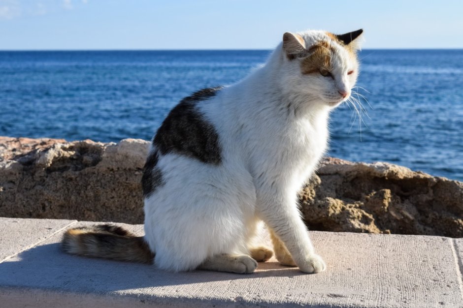 Коты в Греции