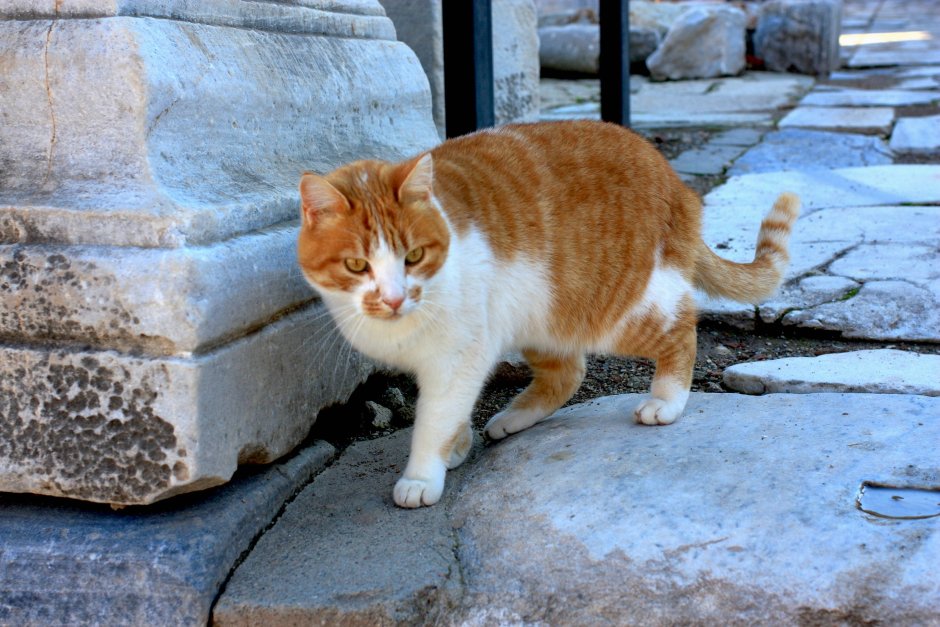 Кошка на природе