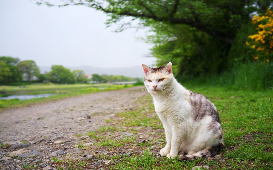Эгейская кошка табби