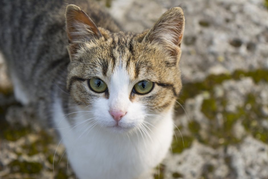 Морда кота Филадельфию