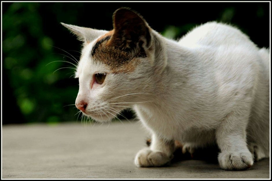 Эгейская кошка