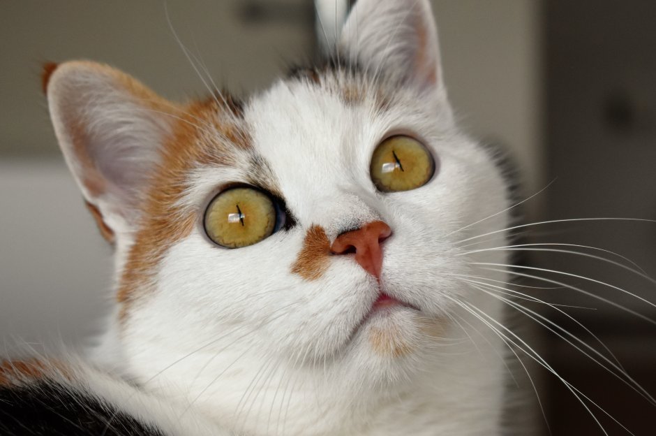 Эгейская кошка табби