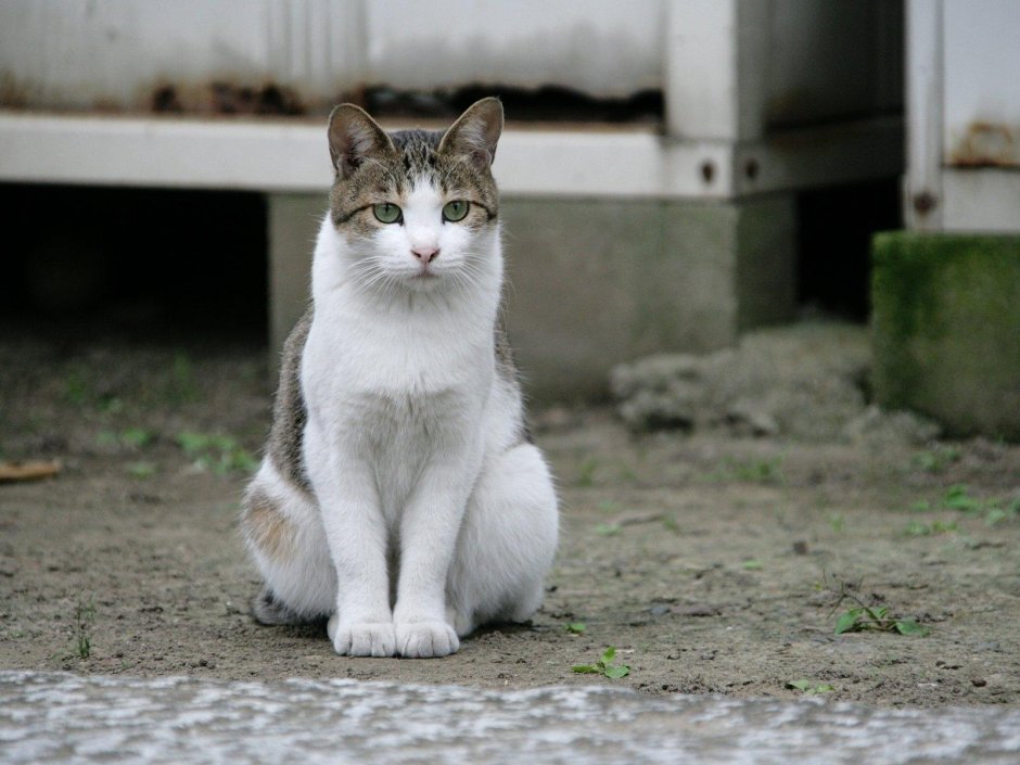 Эгейская кошка