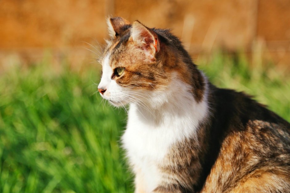 Эгейская кошка табби