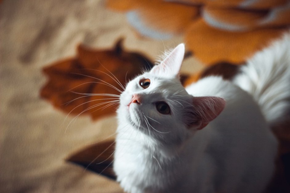 Эгейская кошка фото