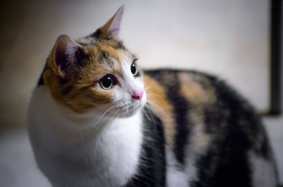Читка кошка кошка