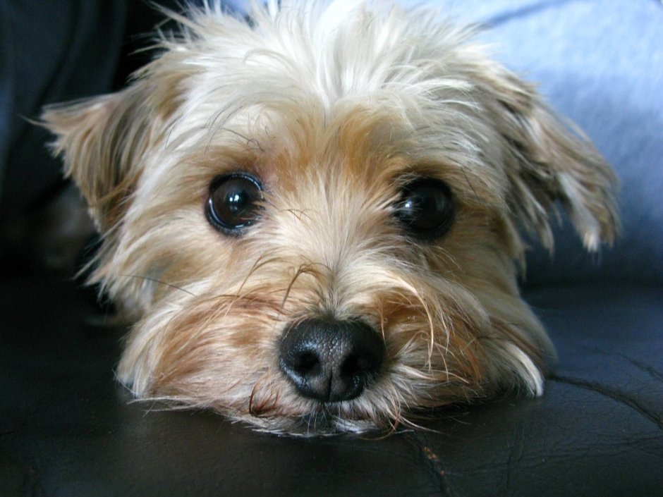 Morkie Breed