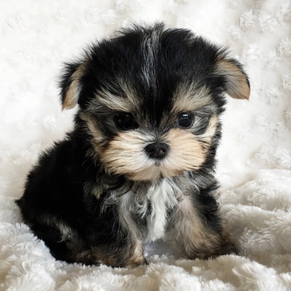 Micro Morkie Puppy
