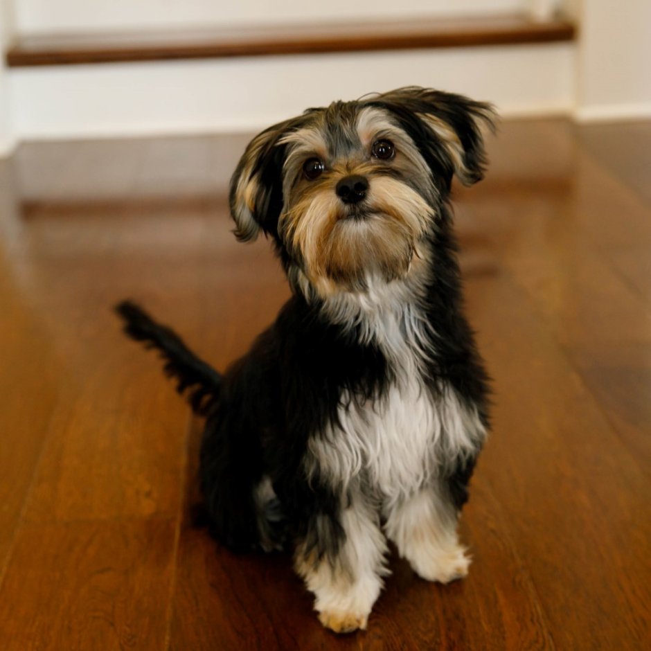 Morkie порода собак
