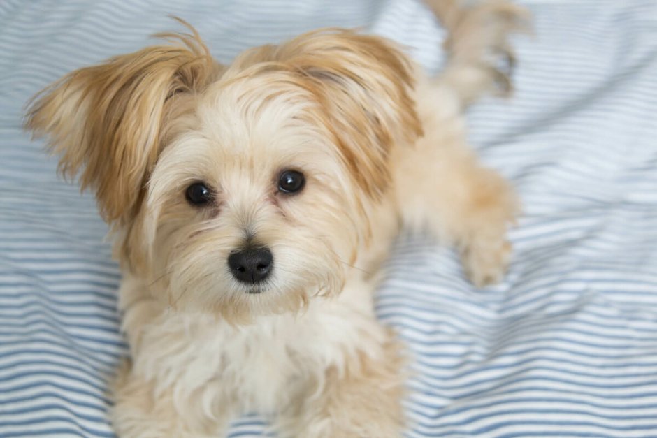 Morkie порода собак